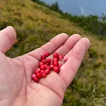 Romanticka Drevenica *