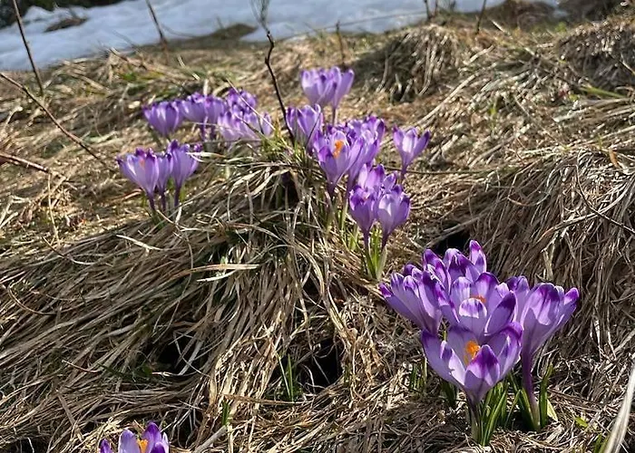 Prázdninový dům Romanticka Drevenica Terchová